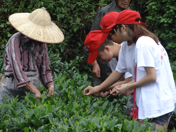 帮助种植户抢摘茶叶.jpg